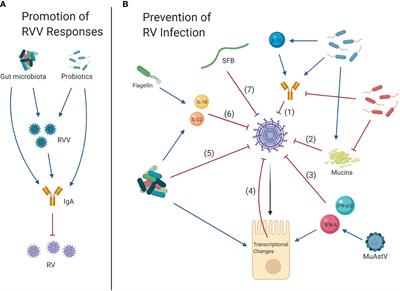 The Complex Interactions Between Rotavirus and the Gut Microbiota